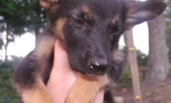 I have a black and tan female German shepherd puppy! She is 8 weeks old,She has received first shot and several wormings,Comes with health guarantee,C.K.C registered,Parents on site, great temperaments!
400.00 FIRM.
For more information, you can call me