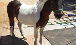 Beautiful Flashy American Shetland Pinto Gelding for Sale. 5 years old (DOB 07/08/2011). 10 hands. Will make perfect driving pony or riding pony for confident rider. Bay and white coat w/ black and white mane and tail. No Vices, stands for farrier, sound,