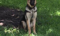 Beautiful German Shepherd puppy for sale. 6 months old. Crate trained.&nbsp;Very loving and friendly. Pic of mom and dad are last pic. Up to date on shots. Need a good home will make a great addition to any good home.&nbsp;
&nbsp;
If interested call or