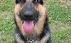 Harley is a beautiful fifteen month old female German shepherd that has a black and brown coat and weighs around 70lbs. She is current on all shots and vaccines and is a great dog. We have three young children and cannot give Harley the love and attention