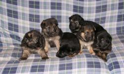 AKC Certified Black and Brown German Shepherd Puppies FOR SALE!! Four Males and Two Females. Parents are located on Property. The puppies come with health certificates and AKC Paperwork. Very loving and fun to play with. We want them all to go to good