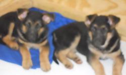 Sorry both of them have been sold
2 Beautiful female purebred German Shepherd puppies 9 weeks old left from litter.&nbsp;Both mom and dad have great dispositions.Sire is 90 #'s female 95#.&nbsp;Puppies have been raised under foot indoors around&nbsp; 3