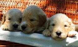 These beautiful, healthy F1 Goldendoodle puppies are 4 weeks old. Colors are cream and champagne. Sire is an AKC Standard Poodle with champion bloodlines. He is OFA certified good hips and elbows. Dam is an AKC Golden Retriever. Both are extraordinary,