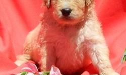 These beautiful Goldendoodle puppies were whelped May 29 and will be ready to go to their new homes the end of July.&nbsp; The sire is an AKC Standard Poodle, OFA certified GOOD for hips and elbows.&nbsp; The dam is a lovely AKC Golden Retriever.&nbsp;