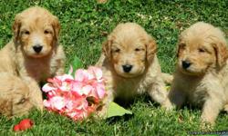 These beautiful Goldendoodle puppies were whelped June 29 and will be ready to go to their new homes the end of July.&nbsp; The sire is our AKC Standard Poodle, Guv'nor, OFA certified GOOD hips and elbows.&nbsp; The dam is our lovely AKC Golden Retriever,