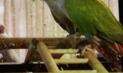 Mango is a beautiful 2 year old Green Cheek Male Conure. He is tamed and very friendly. Mango comes with his very own cage and playground on top. For more information please call or text 606.309.5418. Please no emails. I am having tech. difficulties and