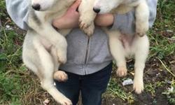 Beautiful husky puppies for sale 2 girls and 1 boy left out of our litter of 6 wormed and flead to date ,doing well with their paper training,we'll socialised with both other dogs,cats and children,both parents pure hu sky's but puppies don't have