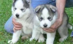 Beautiful litter of Siberian Huskies Puppies ready for their new homes. Bred to very high standards, these non moulting small dogs make the ideal all round family pet. They are fantastic with children and other animals, and due to their unique non
