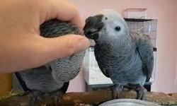 Beautiful male and female Congo African Grey parrots for Gift. They are 2 yrs old and will come with huge cage. I just want them to go to a good home experienced with large birds.
They are very tame, easy to handle. Good in talks, whistles, mimics people,