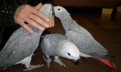 These lovely parrots are ready to go to any loving and caring that is ready to take care of them. They are playful, interactive and have a great relation with human and other home pets or animals.These parrots will bring you joy and happiness in your