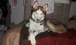 Beautiful male husky had since 6 weeks old all up to date on shots. Best buddy in the world loves car rides walks needed man or woman to take on best friend breaks my heart but court states hes to big for little kids. Paid $1,000 for him hes 4 years old .