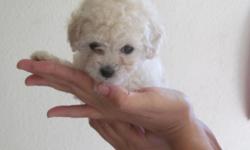 Maltese/Poodle young puppies are ready now. Hypoallergenic (nonshedding), kids and ladies, several stunning colors to pick from. When full grown, puppies will range between 4 and 5lbs. 10 weeks old, shots, dewormed and kennel trained. Affectionate,