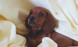 These beautiful Mini-Dachshund puppies were born August 9, 2011, and will be ready for their new homes by October 4, 2011 when they are 8 weeks old. Potty training will have begun,and they will be started on their shots and worming schedule. They are: one