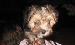 Precious Morkie puppies,3 females,2 adaorable males,Mother is AKC registered Yorkie, Sire is AKC registered Maltese, parents on site, these will be small non sheeding dog's they are 10 weeks old and ready for a loving home..Will hold for Chhristmas...