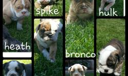 Beautiful Old English Bulldog puppies will be up to date on all shots and dewormings come with a health guarantee and vet checked tails docked and dew claws removed will be a registered with ioeba for more information please text at 208-284-6050