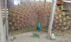 4 beautiful peacocks for sale, looking for a loving home, make great pets $130.00 O.B.O. each Please feel free to contact me at any time 310-808-7523. Need to sale them A.S.A.P