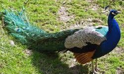 4 beautiful peacocks for sale, looking for a loving home, make great pets $165.00 O.B.O. each Please feel free to contact me at any time (310)808-7523. Need to sale them A.S.A.P