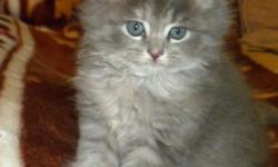 We are selling beautiful Persian kitten, The kitten is silver in color with white paws. The kitten is Two months old. She has bright blue eyes. She is litter box trained. The kitten is very playful and has a wonderful personality. This kitten would make a