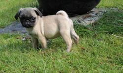 Healthy, pure breed pug puppies ready to go. Puppies are not registered no papers.Text at (702) 637-7817
5 Boy(1black & 4fawns)and 3 Girl (1black & 2fawns) looking for Loving home. Puppies is a great example of the breed corby lots of wrinkles double