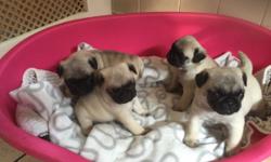 beautiful pug puppy ready for a new and caring home&nbsp;