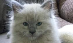 Beautiful Ragdoll Kittens for sale. Check out our website www.ginnybearsragdolls.com&nbsp;
3 male and 1 female available. Gorgeous blues and minks. Special Offer ~ 15% off or free shipping