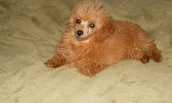 This is Ginger, > She is a beautiful small Red Poodle>
She is hypo-allergenic
Mother 6 lbs, and Dad 4 lbs.
DOB 3-7-11 CKC registered
Puppy shots, worming
Should be around 6-7 Lbs grown.
warranty and FREE PUPPY KIT
$500. firm
256-282-4306