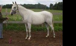 Rose is a lovely horse that just needs her own person to bond with. Rose is very willing to work but because she does get anxious and test her rider she requires an experienced, confident, quiet, but firm rider. She is responsive to leg aids and when