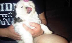 She is a rare all white face pure breed Shih Tzu tri-color. She is very playful and loving. She plays well with other dogs and is good around people. She has been dewormed and is up to date with her shots. Please call or txt 256-355-2226