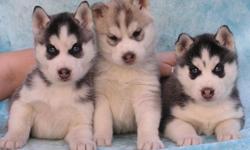 Beautiful siberian husky blue eyes, 10 week old ready to go home with they
new families, 1 females 3 male left hurry up don't miss yours. they are so
cute, if you are interested you can contact me for more info. Some pictures
of the puppies. Thanks.text