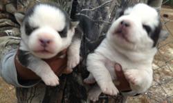 Black and white female, white eyes. Parents are Ckc registered. Ready to go dec 22. Great Christmas present. Call 3369785597.