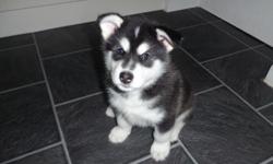 Price reduction as last pure white and black with stunning blue eyes is looking for his new home now only .ready. don't miss out on this opportunity to own a super pure bred Siberian husky both parents can be seen as these are our family pets and have a