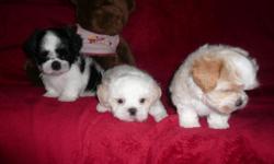 BEAUTIFUL SMALL CKC MALTESE/SHIH TZU **MALTE-TZU** 3MALES 8WKS OLD, HOMA RAISED, UP TO DATE SHOTS & WORMING HEALTH GUARANTEE, VERY CUTE AND PLAYFUL LITTLE PUPPIES! NON SHEDDING,HYPO ALLERGENIC, PEE PEE PAD TRAINED, CALL 770-601-4498, THANK YOU!