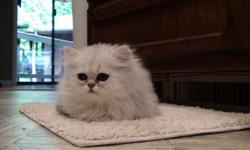 Purebred Persian kittens, 2 chinchilla females, 2 Silver males. CFA registered. Born June 28th. $400. Located off I-5& Hwy 12, south of Chehalis, Call 360-985-0422 for directions and information. or E-mail-- castillouxjo@yahoo.com