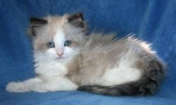 Adorable seal bicolor mink male and blue point mink male leaving October 25th at 12 weeks old. TICA reg, come with a 2 yr health guarantee, litter trained, and 2 sets of vaccinations included.&nbsp;
&nbsp;
Home raised, socialized, loving temperament. Our