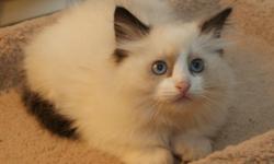 &nbsp;&nbsp;We have a wide selection of Ragdoll Kittens Available --&nbsp;traditional kittens, the rare mink and sepia kittens and blue-eyed white kittens.&nbsp; Our home-raised kittens&nbsp;come in a wide variety of colors, including seal, blue,