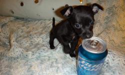 "Black Diamond" Chihuahua MALE Black short coat 8 weeks old.&nbsp;
He was Born March 16th. Very sweet and super playful.
Eats dry food , potty trained in puppy pads and has his shots and worming updated. He is ready for his forever loving new home.
Mother