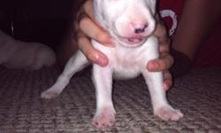 100% full bull terrier puppys...born July 13 2012 they will be ready Aug 24th will be taking deposits now puppies will go fast only have 3 left 2 girls and 1 boy...all puppies are white except one female does have a black eye. &nbsp;All Puppies will have