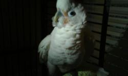 I have a Wonderful white Cockatoo She is a Great Family pet I can no longer Take care of her Because of my Sceduel She comes with a powder perch swing and A 5 ft cage. to Further your Instrest please E-mail me at Skateandres@aol.comThankyou -Andres C.