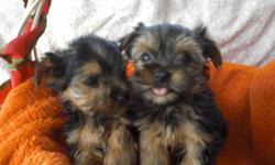 Beautiful Yorkie male & female. Will be 5 lbs fully grown. Already had shots/dewormed, and paper trained.
Female is $700.
&nbsp;