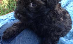 Beautiful Black Yorkipoo puppy for sale.&nbsp; I have one male left.&nbsp; He will have first shots and be de-wormed with a health guarantee.&nbsp; He should weigh between 4-6 lbs. when grown.&nbsp; He is adorable and has a sweet temperament.&nbsp; Very