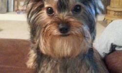 I raise yorkies and have puppies available now. &nbsp;I raise a healthy puppy and &nbsp;good quality. Please go to my web site to see all my yorkies, I show some and have nice quality. Beautiful hair, baby faces, healthy and happy puppies. &nbsp;my web