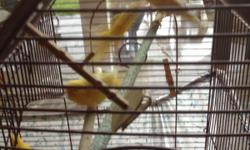 I have 4 beautiful Canaries/with cage. There is at least 1 male and 3 females. Planning on being gone more often and need to find them a great home and you can raise more! LOL!