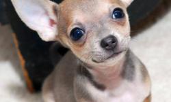 beautifull chihuahua puppies for free adoption
These puppies are very cute and lovely, they are now ready to go to anyone who is willing to take them as part ot their new house for more information and updated pictures contact me at