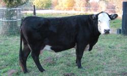 Born 2007 , 3/4Augus, 1/4 Herford, Bred to Angus bull ,due March 2013, good mother calves easy, consistant producer since 2009