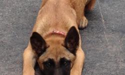 &nbsp;Pure breed Belgian malinois Male no papers , Showing Potencial working,obedience,protection, & companion 1st & 2nd shot Given,dewormed. 6 months old, born sept 06, 2013, Do some obedience & bite works, great drive ,not registered,