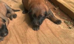 Belgian Malinois Pups Males And Females Available Dark Color Great Drive Call 256 275 1315