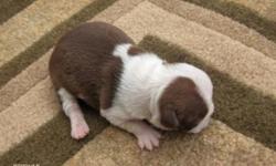 Ben is a AKC red/cream/w boston terrier. he is marked very nice. mother is r/w small. dad is b/w small. Ben will be u/t/d/ on worming and shot. he was born on 3-21-11. if interested call 318-428-2728. thanks shelbie