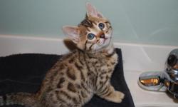 Stop by and check out our two KITTENS at www.chicagobengal.com. i have 1 brown rostted female available for 1500 and 1 brown rosetted male for 1000. They are Tica registered and the mother has enough pointsto be a champion just needs to be called back for