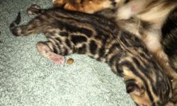Stunning Tica&nbsp;registered Bengal kittens. Brown rosetted and seal Lynx kittens . Home raised with kids so lots of socialization. Amazing markings!! I have been in the breed since 1998!