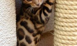 Asian Leopard Bengal kittens 8 weeks old, male and females Available! Tica registered, sweet personality's, gorgeous show quality markings and coloring, SGC Bloodlines. My cats have been in commercials, photo shoots, and covers of magazines. Sold to many